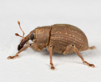 /ARSUserFiles/60320500/WH bio weevil.png